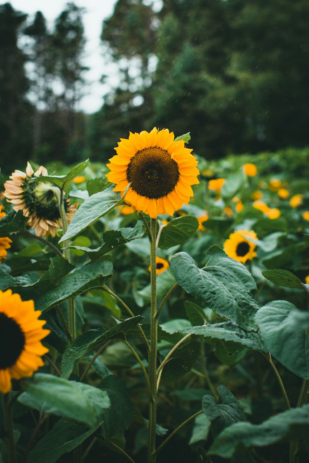 a field of sunflowers with a forest in the background