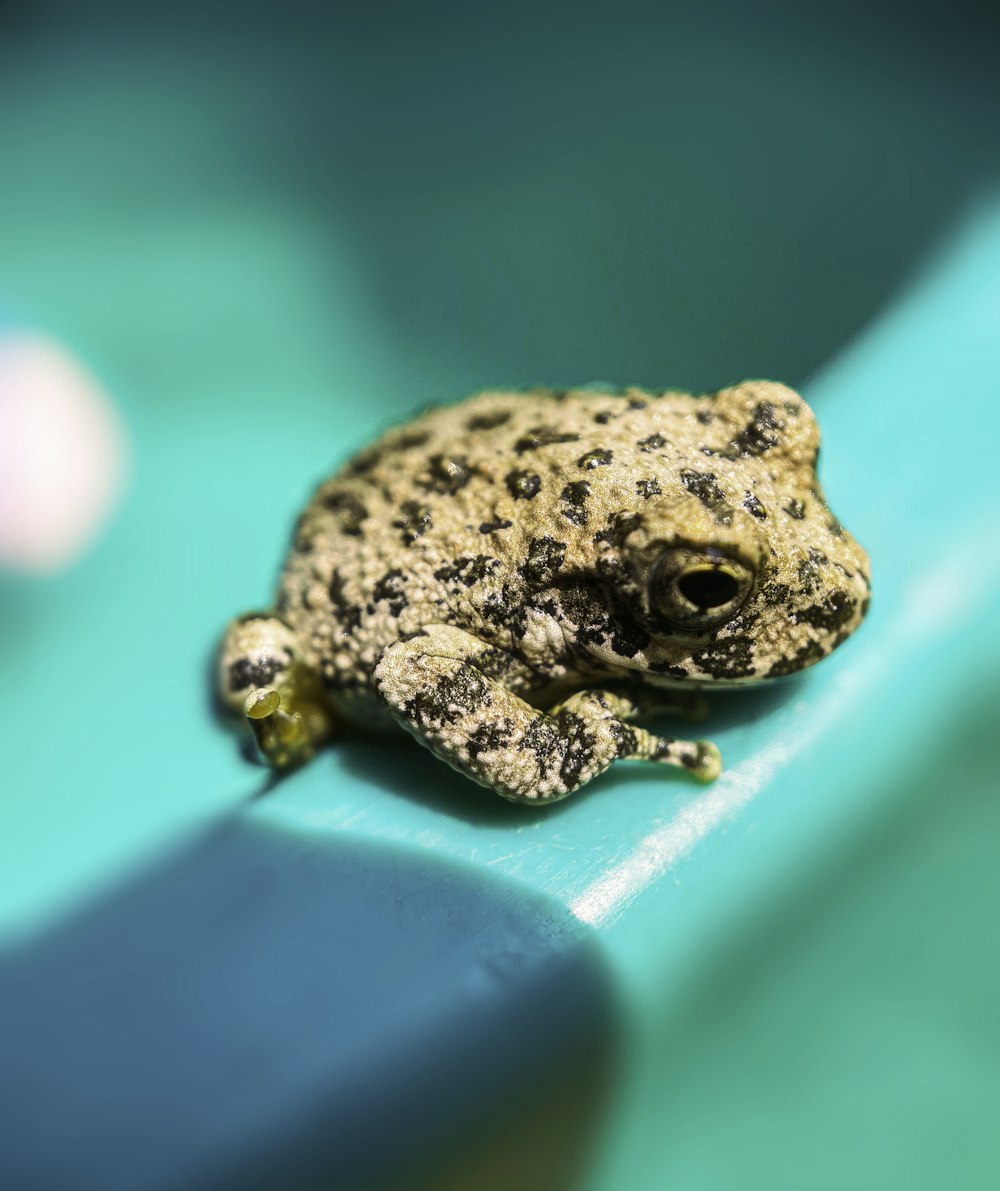 a close up of a frog