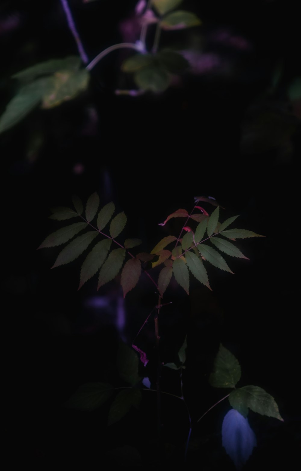 a plant with green leaves in the dark
