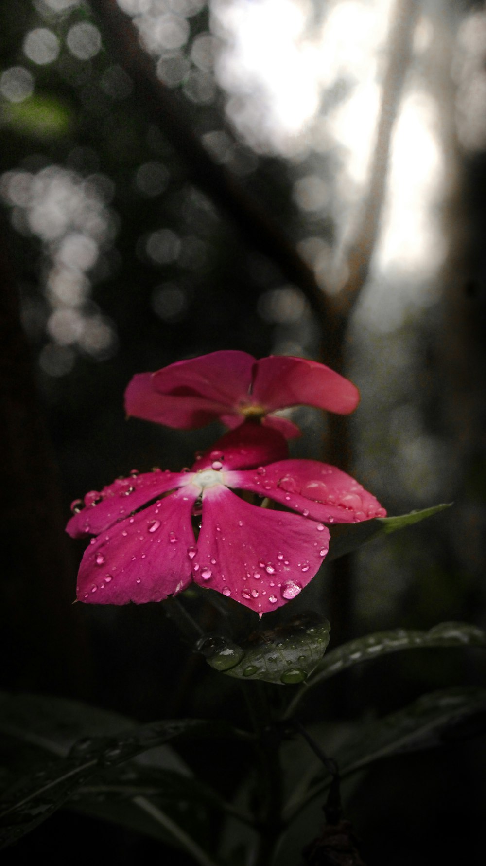 a pink flower with water droplets on it