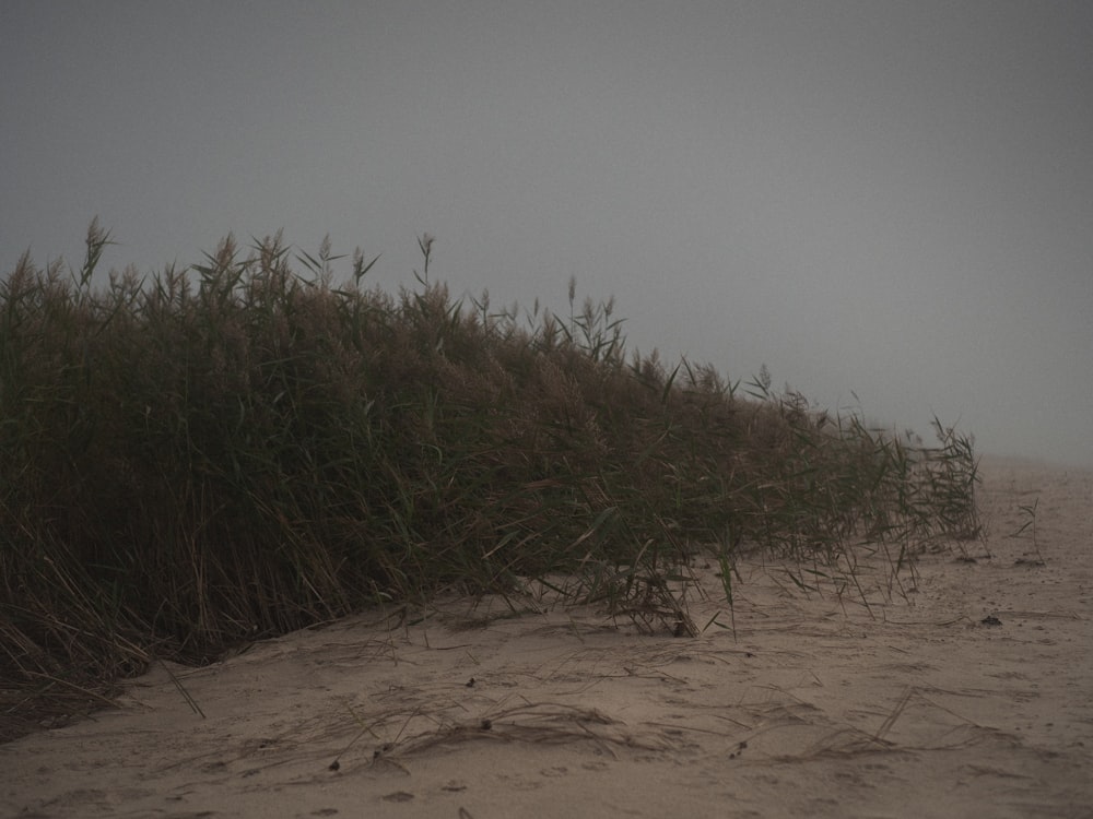 a sandy beach covered in tall grass on a foggy day