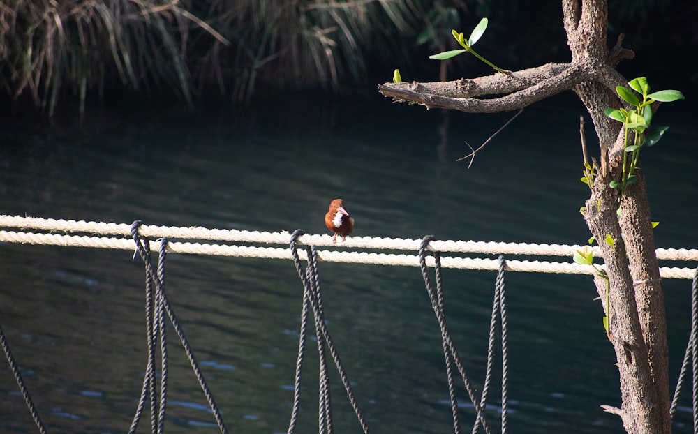 a small bird sitting on a rope next to a body of water