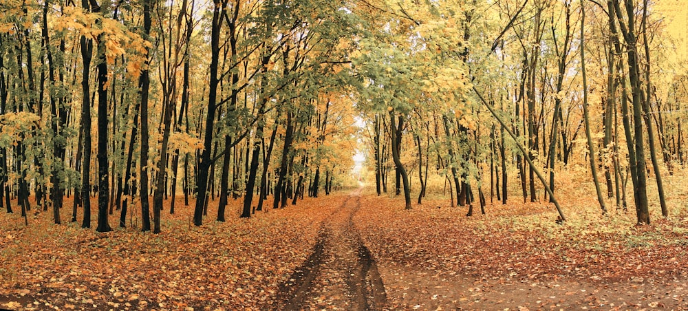 a dirt road surrounded by trees and leaves