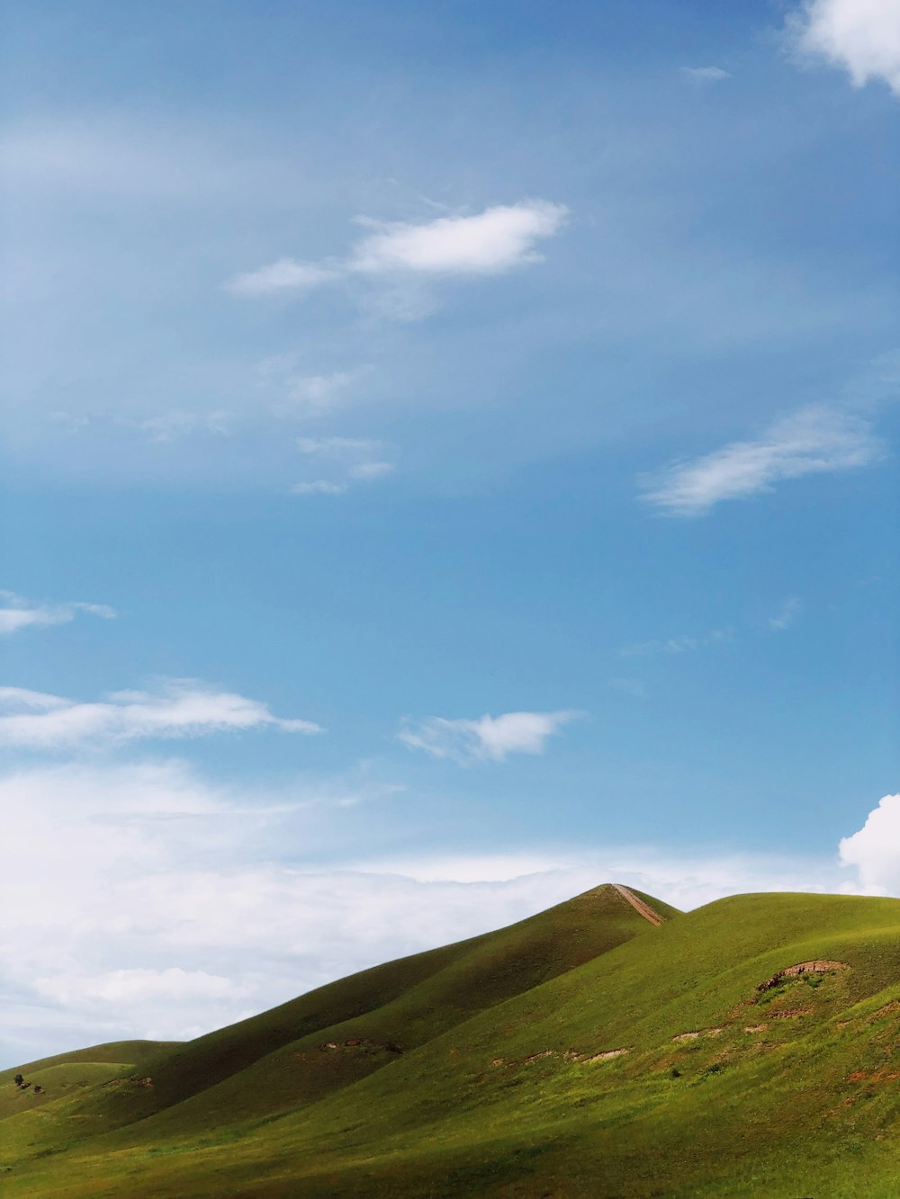 a lone tree on a grassy hill under a blue sky