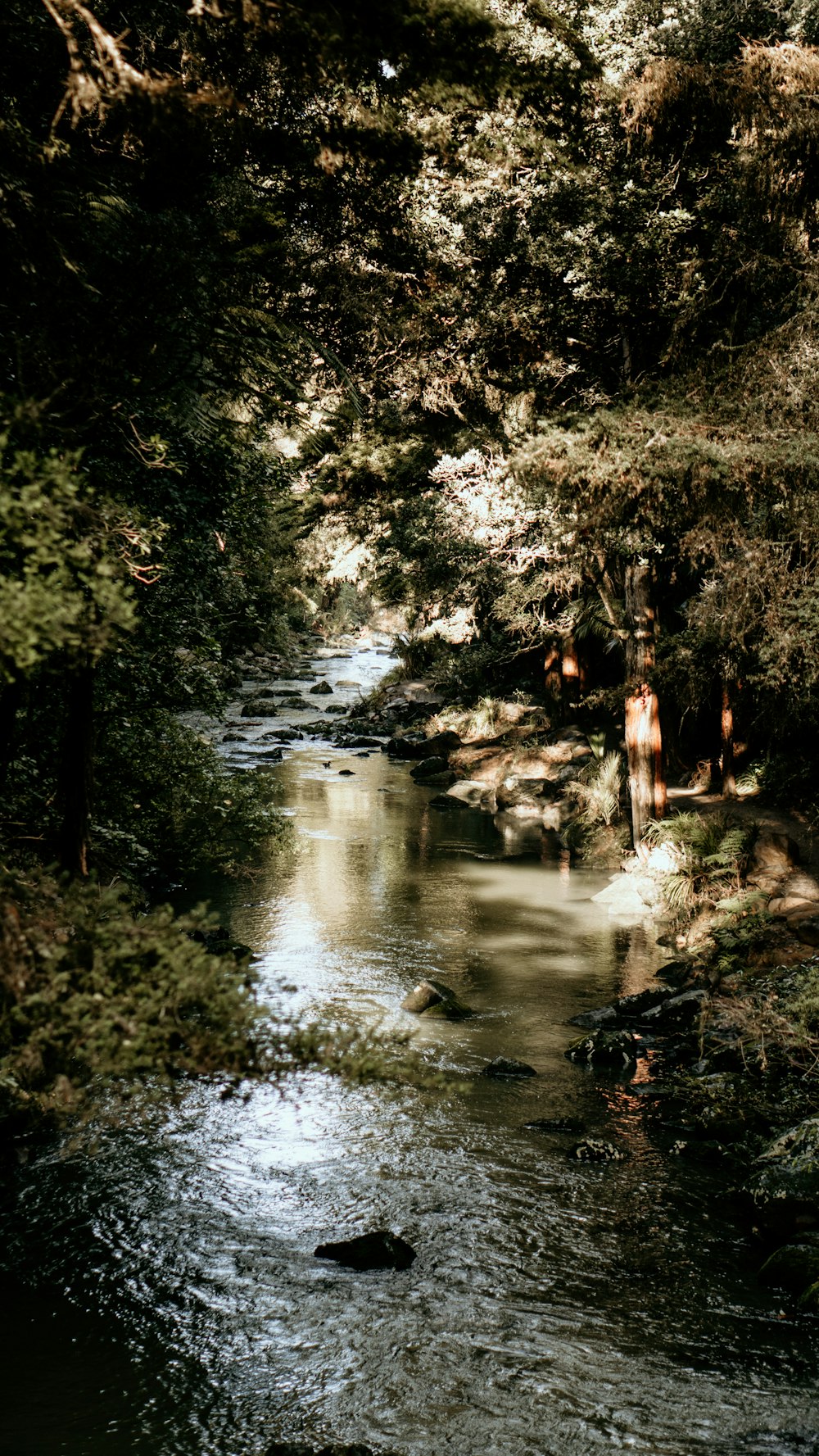 a river running through a lush green forest