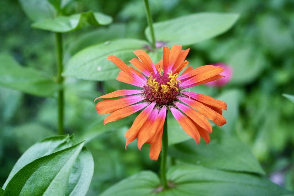 an orange and pink flower with green leaves