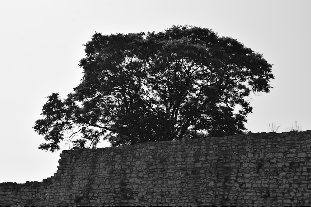 a black and white photo of a tree on top of a wall