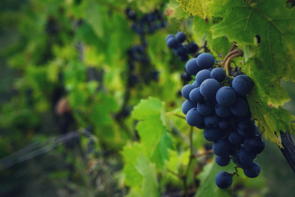 a bunch of grapes hanging from a vine