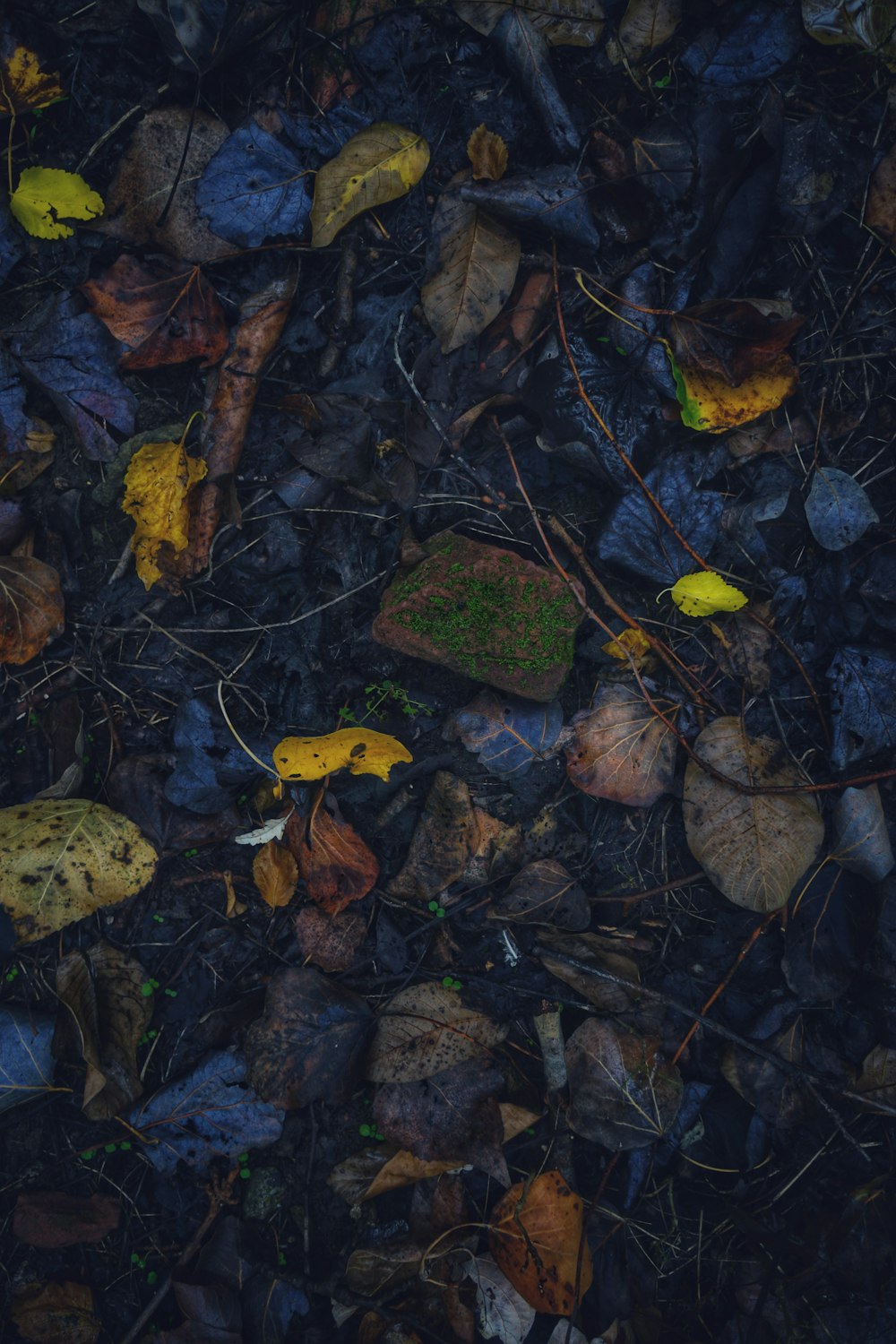 a bunch of leaves that are on the ground