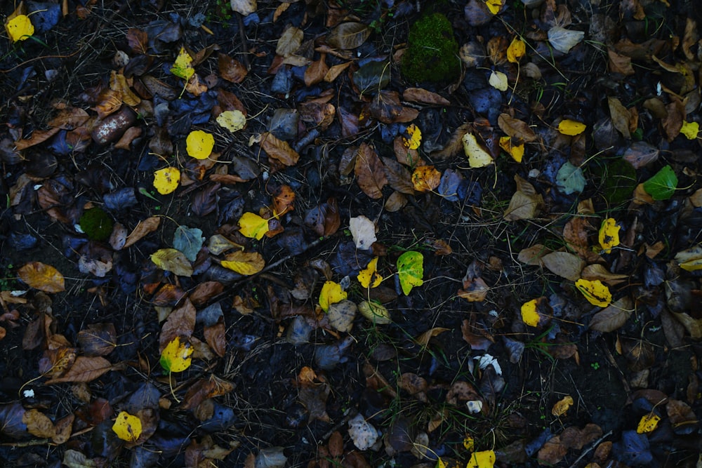 a bunch of leaves that are on the ground