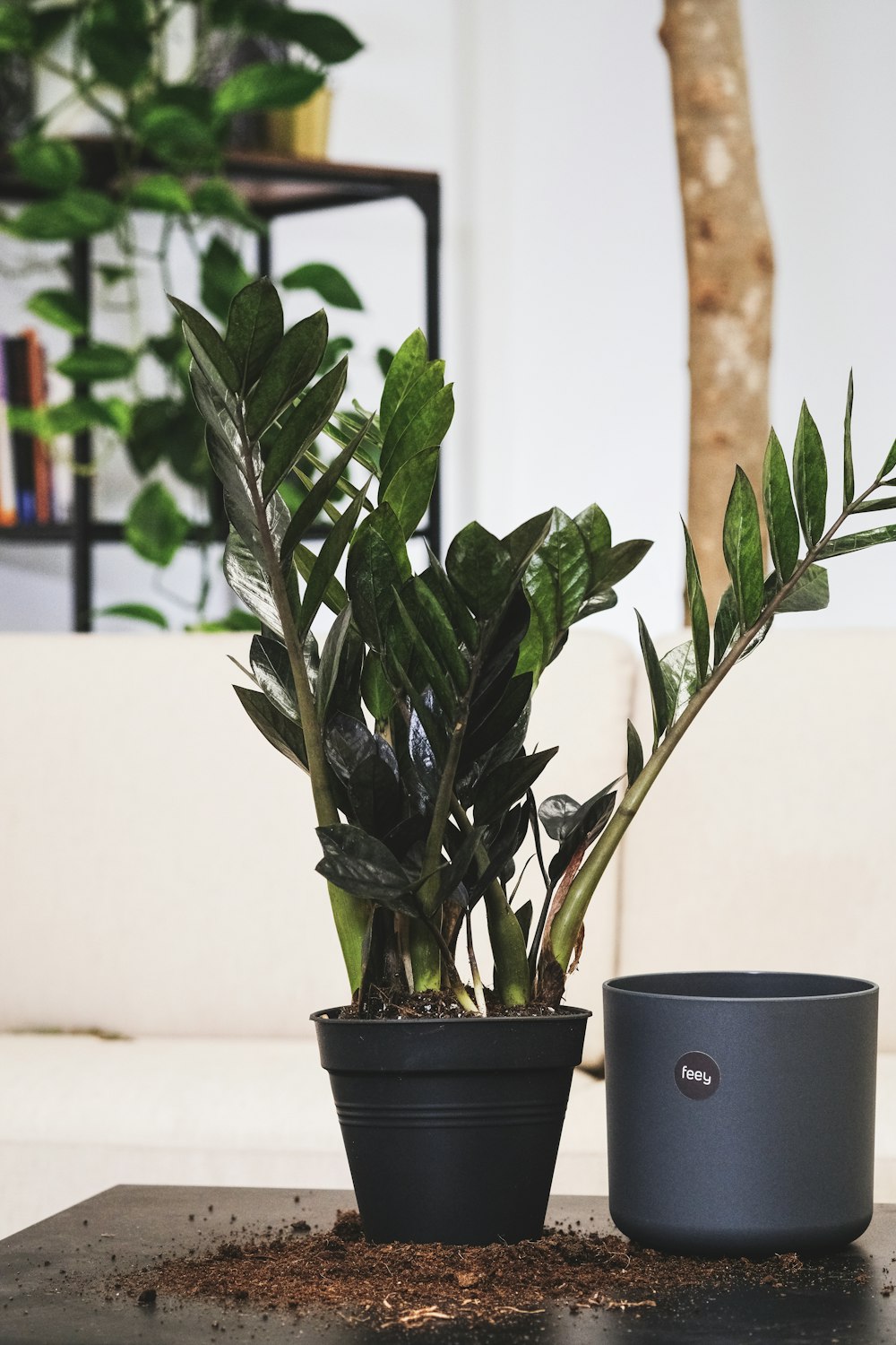 un paio di piante in vaso sedute sopra un tavolo