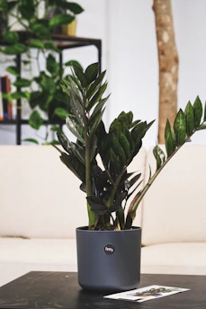 A potted plant with glossy dark green leaves sits on a dark table. In the background, a beige sofa and some shelves with additional plants are visible. The pot has the brand logo 'feey' on it, and a small leaflet or card is placed on the table beside the pot.