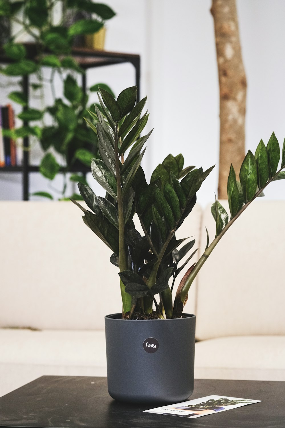 a potted plant sitting on top of a table