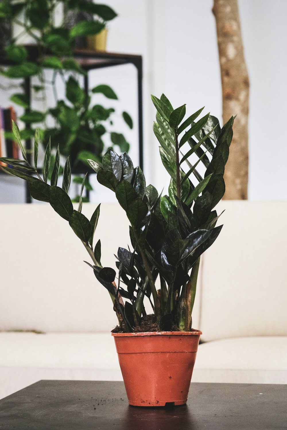 une plante en pot sur une table dans un salon