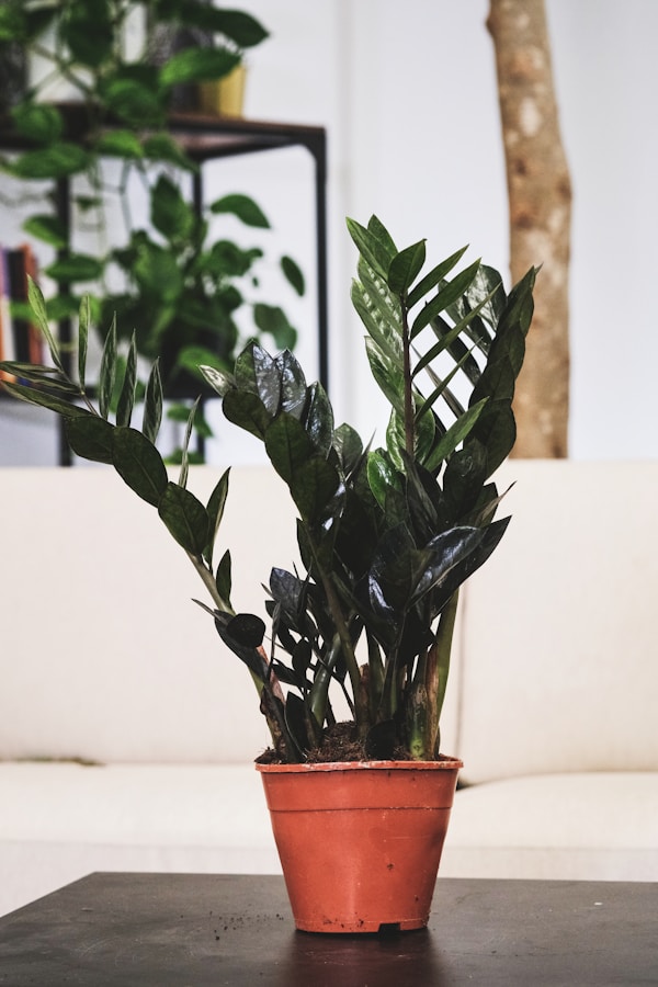 ZZ Plant