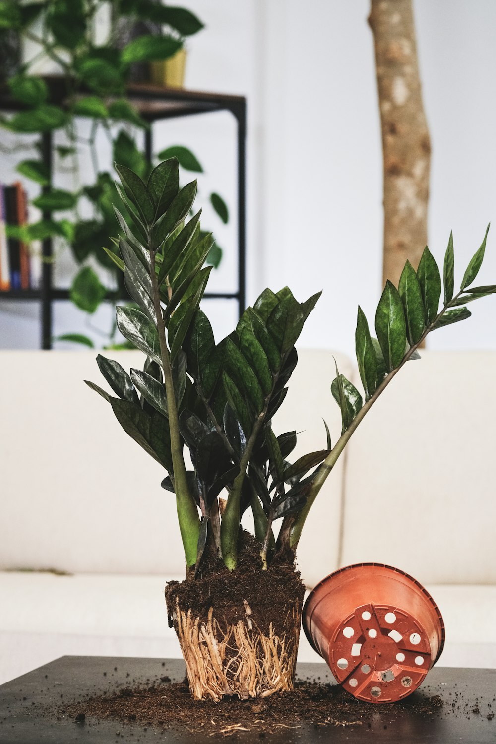 une plante en pot posée sur une table