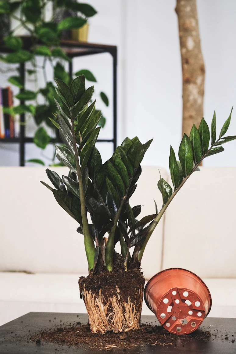 Gardener carefully repotting
    a green plant into a larger terracotta pot