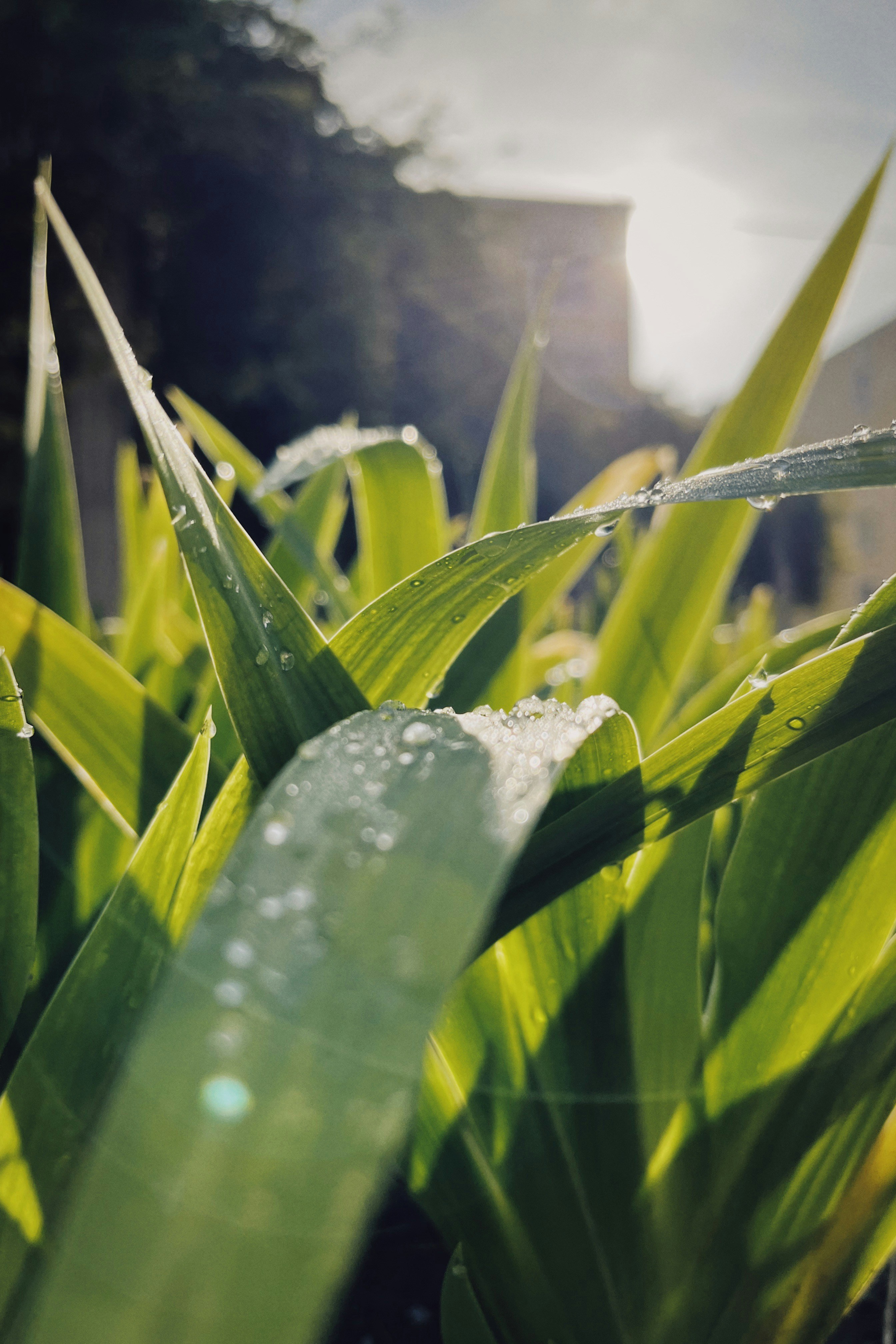 Free Green Image On Unsplash