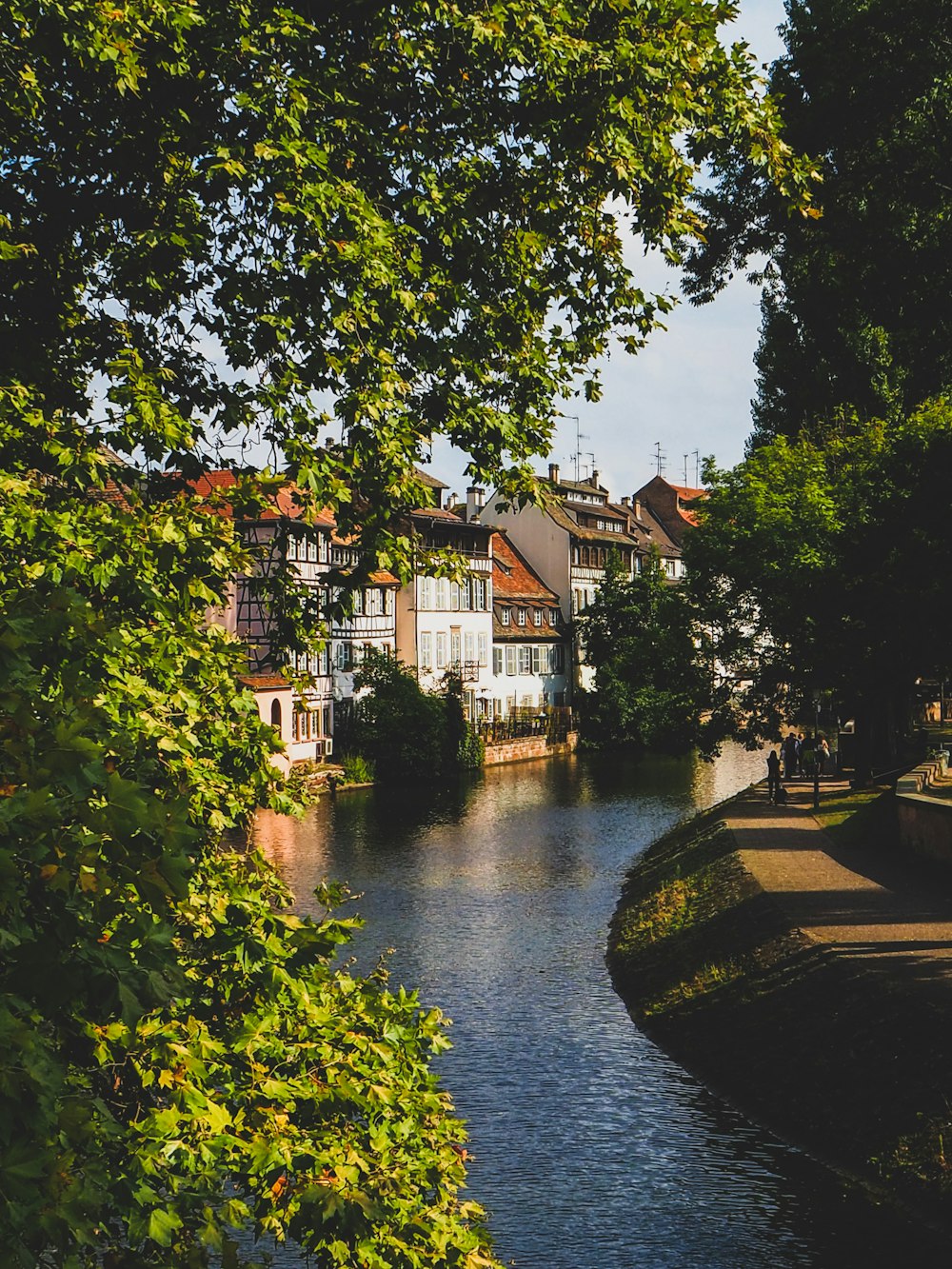 a river running through a lush green forest