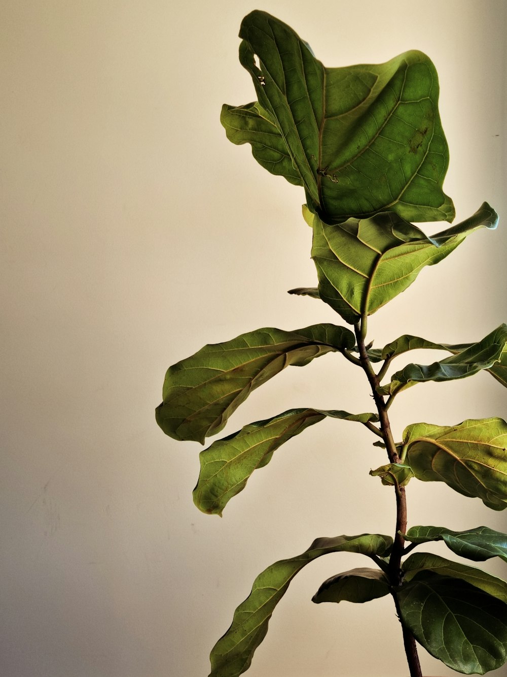 a plant with green leaves in a vase