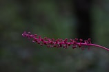 A close-up of a red plant stem features clusters of small, berry-like formations against a dark green blurred background. The focus highlights the details and vibrant color of the plant.