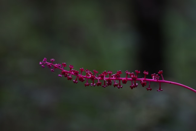 A close-up of a red plant stem features clusters of small, berry-like formations against a dark green blurred background. The focus highlights the details and vibrant color of the plant.