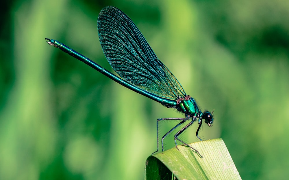 a blue dragonfly sitting on top of a green leaf