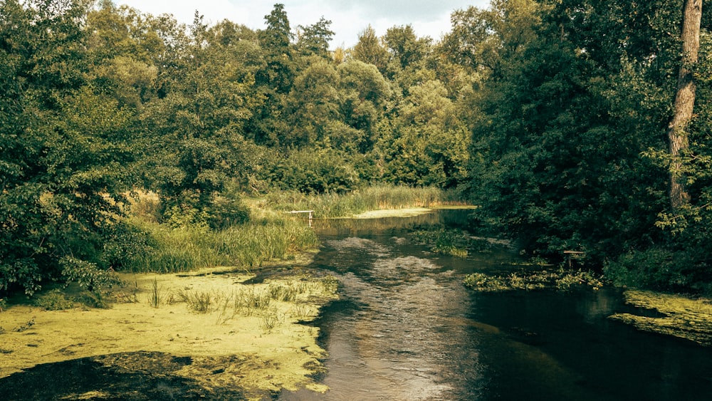 a river running through a lush green forest