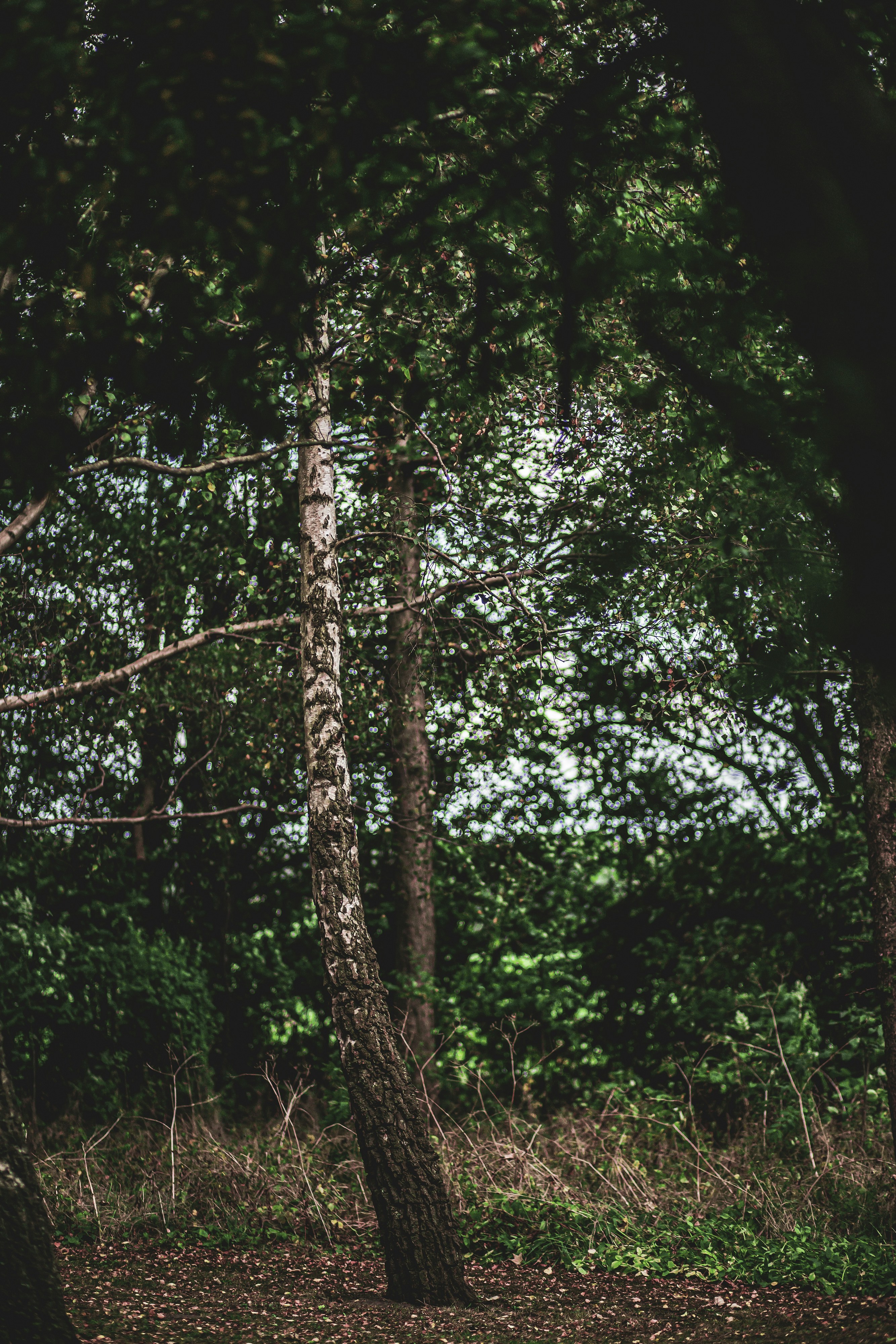 forest wallpaper nature, wallpaper, Natural Insect Repellents for Camping 2