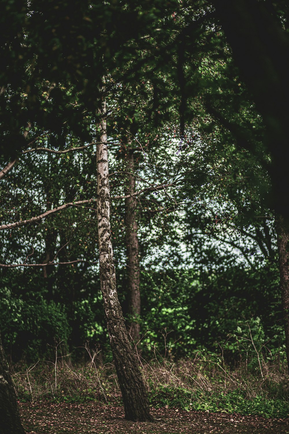 a bench sitting in the middle of a forest