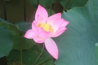 A vibrant saffron-colored lotus flower blooming amidst ancient script scrolls.