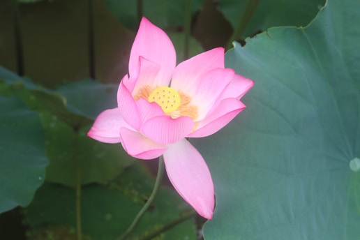 Close-up of a vibrant lotus tattoo blooming on a forearm, symbolizing strength and growth.
