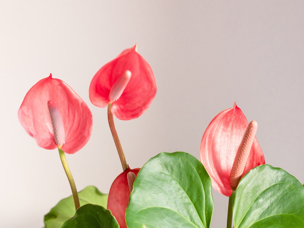 a close up of a plant with red flowers