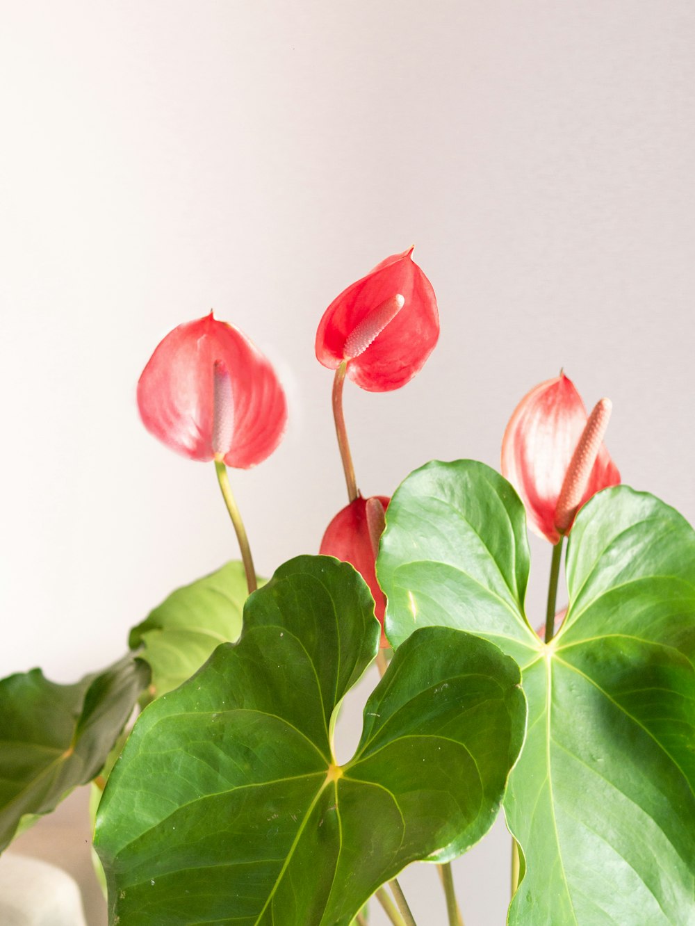 a potted plant with red flowers and green leaves