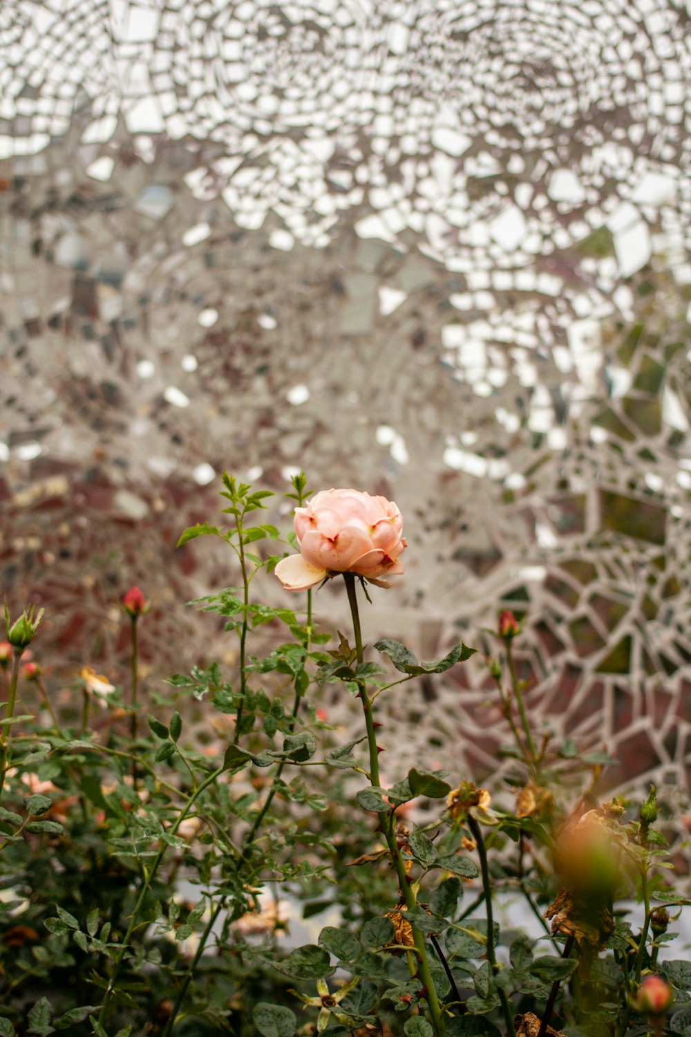 a pink rose in front of a mosaic wall