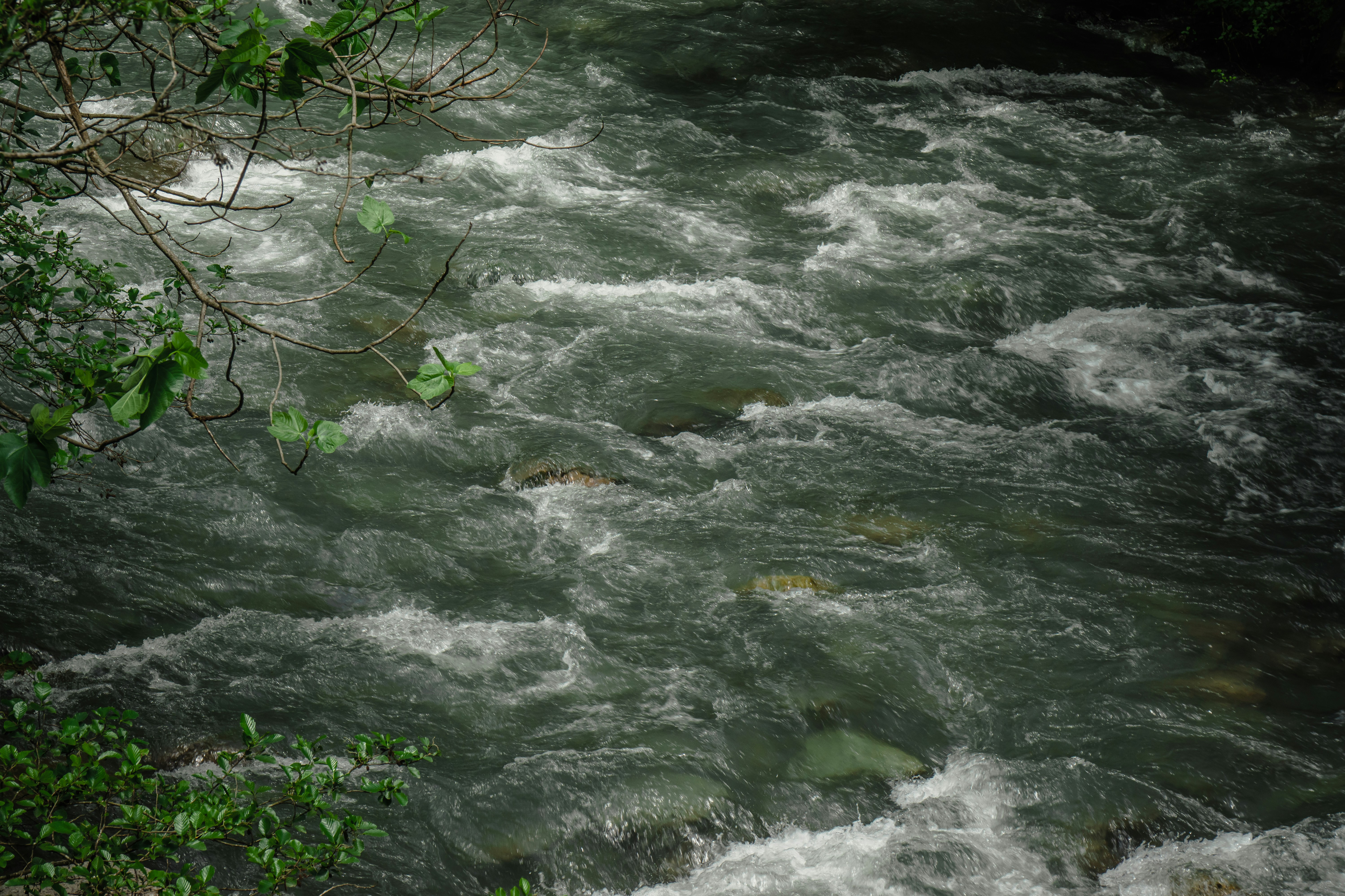 A view of a river with rapids and trees photo – Free Sea Image on Unsplash, image size:3000x2000