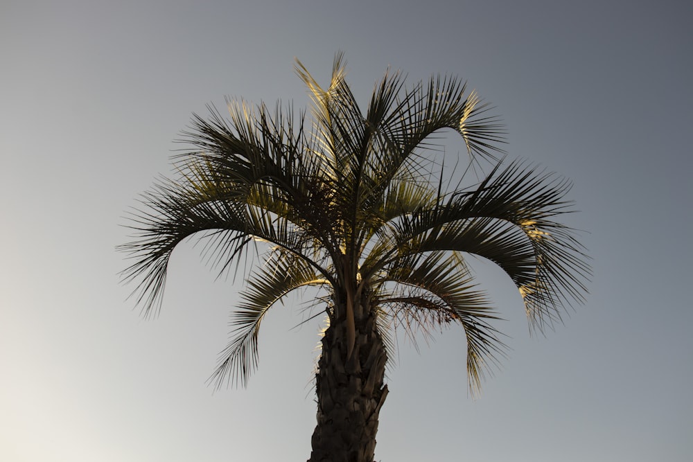 a palm tree with a clear sky in the background