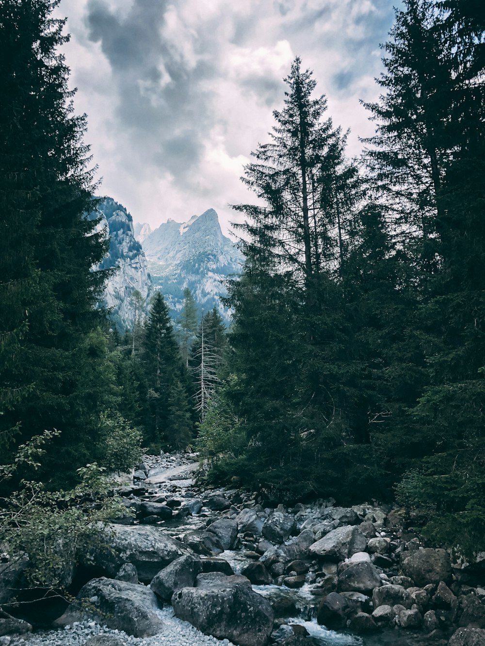 a river running through a lush green forest