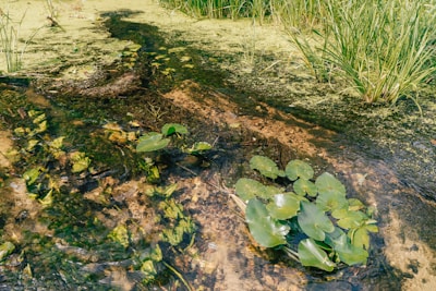 Lush aquatic plants with broad, green leaves float on a clear stream. Algae and water plants form a dense layer across the water's surface, with some tall grasses growing on the banks. Sunlight filters through, creating an intricate pattern on the rippling water.