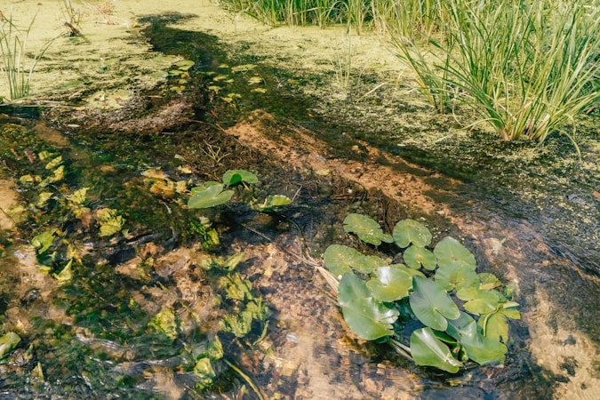 Transformando Ambientes com Lagos Ornamentais e Piscinas Naturais