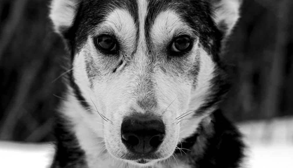 a black and white photo of a dog looking at the camera