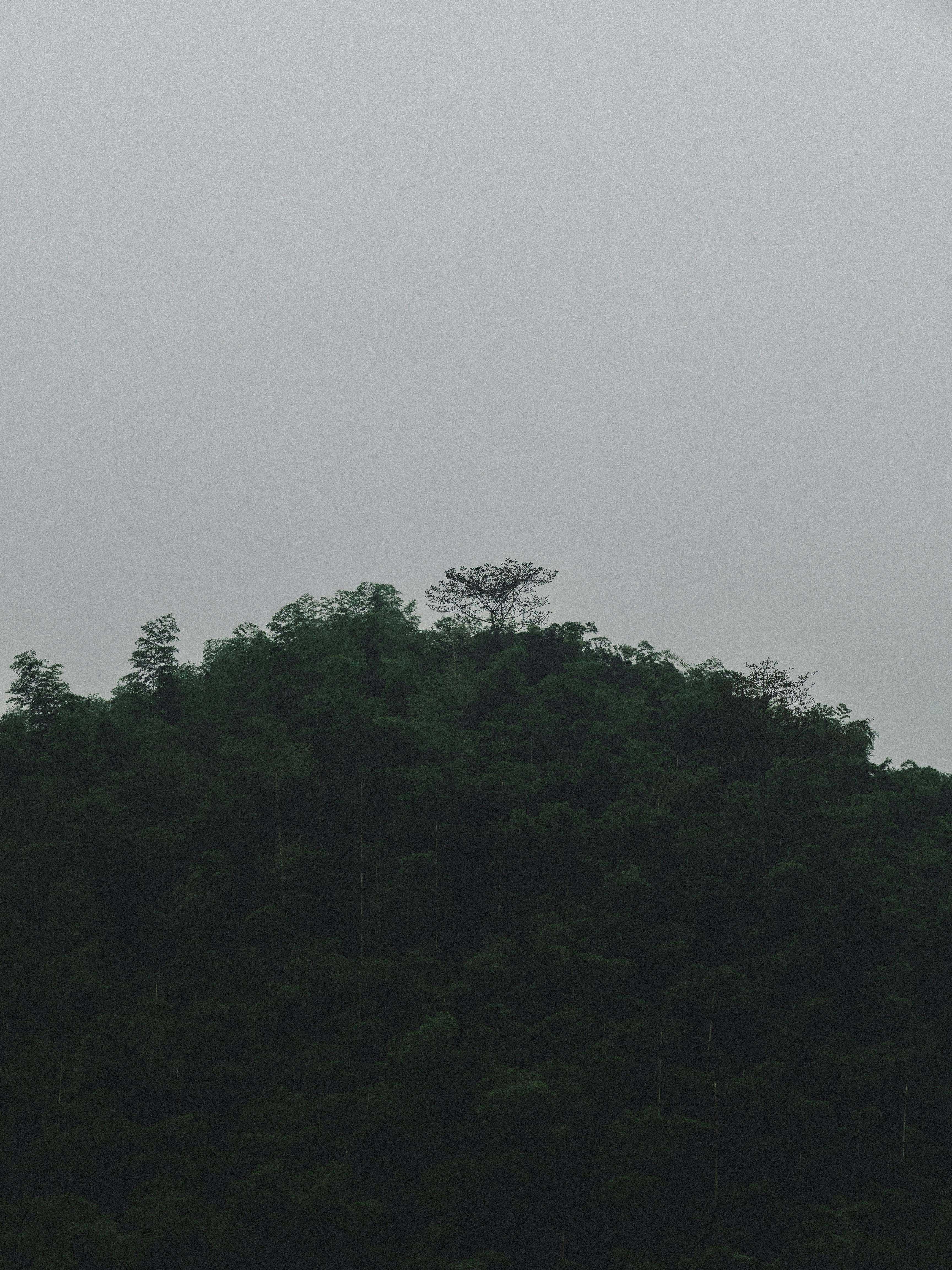 a plane flying over a lush green forest