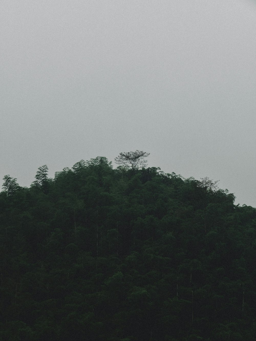 a plane flying over a lush green forest
