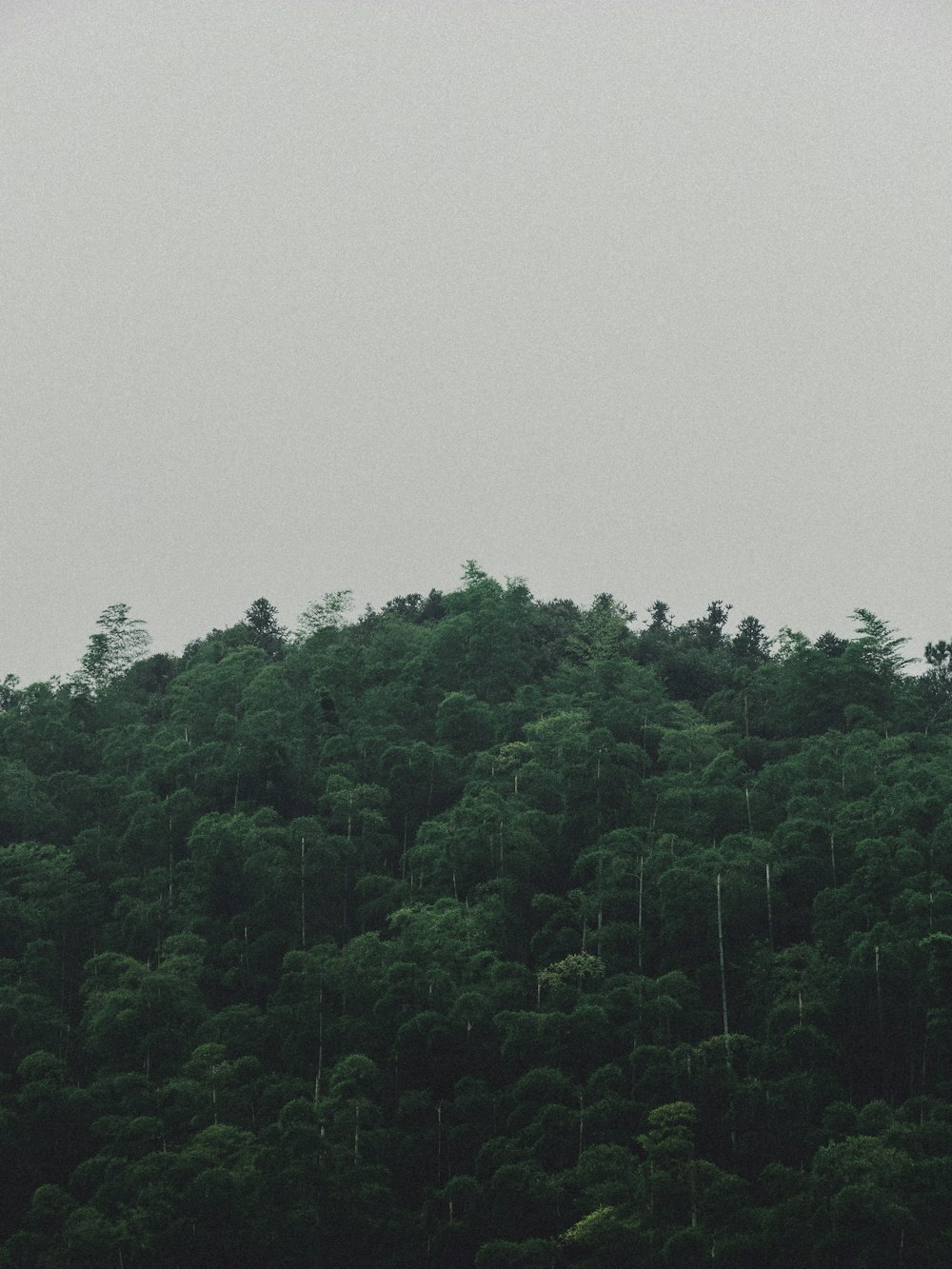 Un avión sobrevolando un frondoso bosque verde