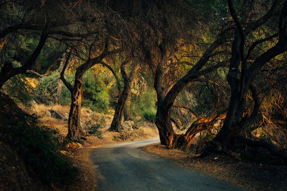 a dirt road surrounded by trees on both sides