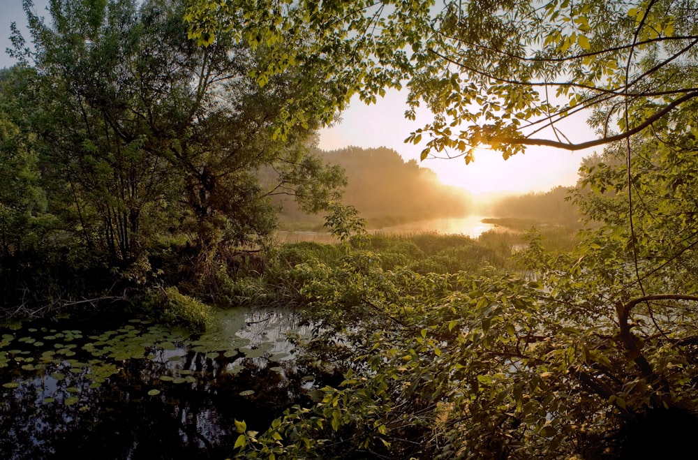 the sun is shining through the trees over the water