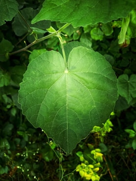 a large green leaf hanging from a tree
