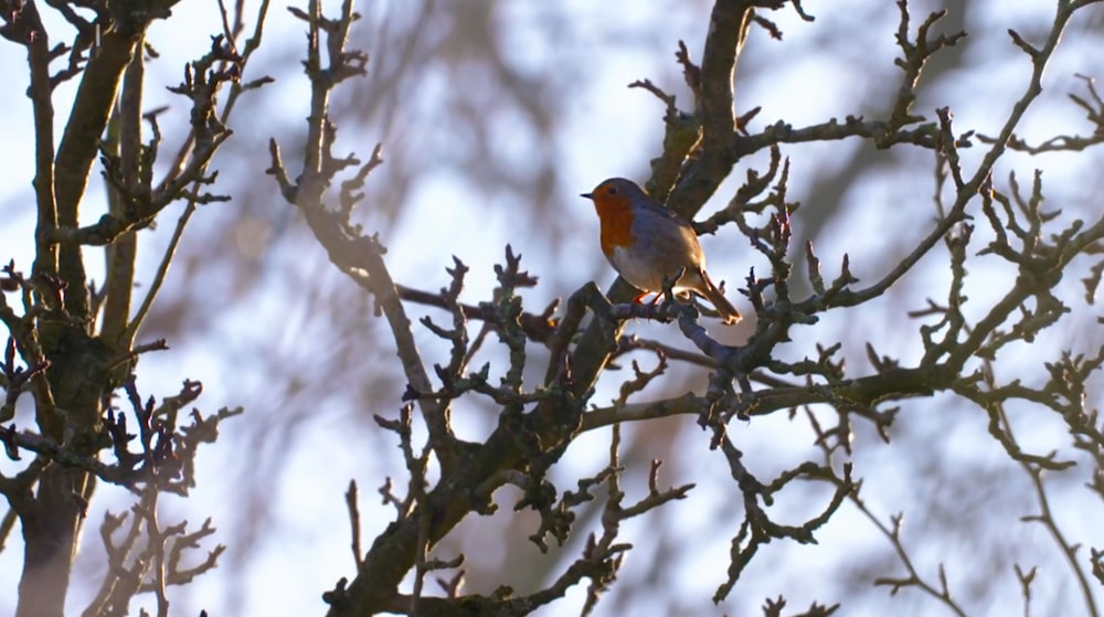 a small bird perched on top of a tree branch