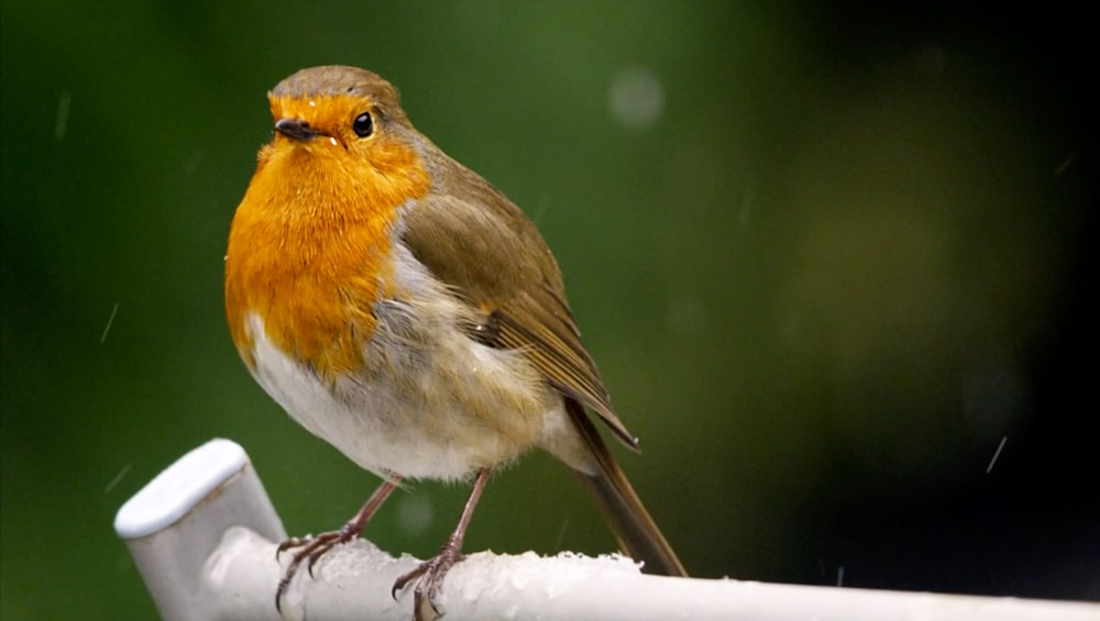 a small bird sitting on top of a white pipe