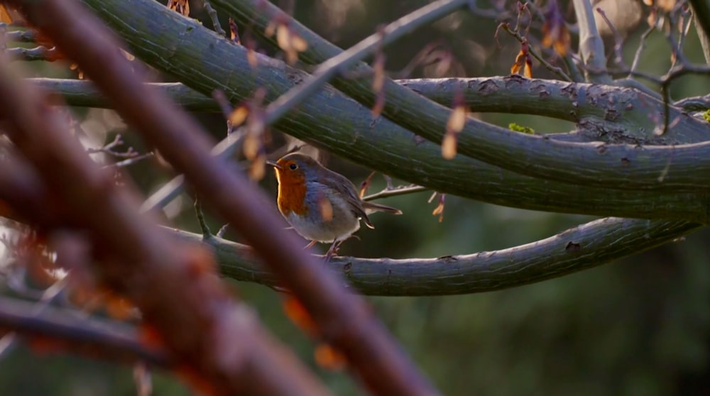 a small bird perched on top of a tree branch